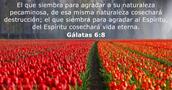 Gálatas 6:8
