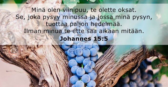 Minä olen viinipuu, te olette oksat. Se, joka pysyy minussa ja jossa… Johannes 15:5
