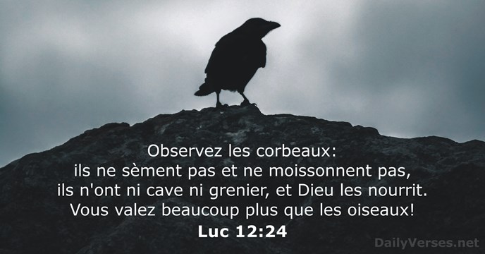 Luc 12:24