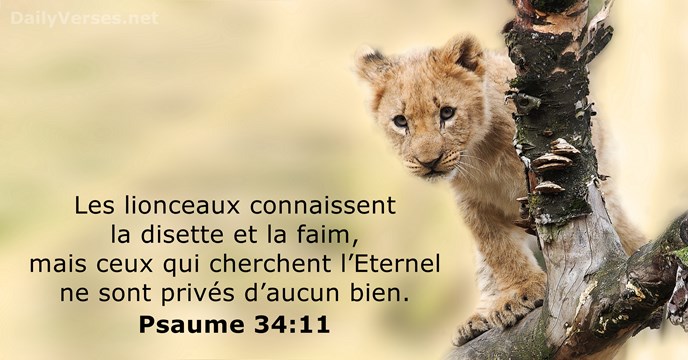 Les lionceaux connaissent la disette et la faim, mais ceux qui cherchent… Psaume 34:11