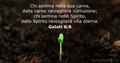 Galati 6:8