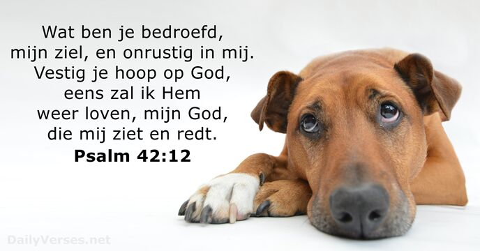 psalmen 42:12