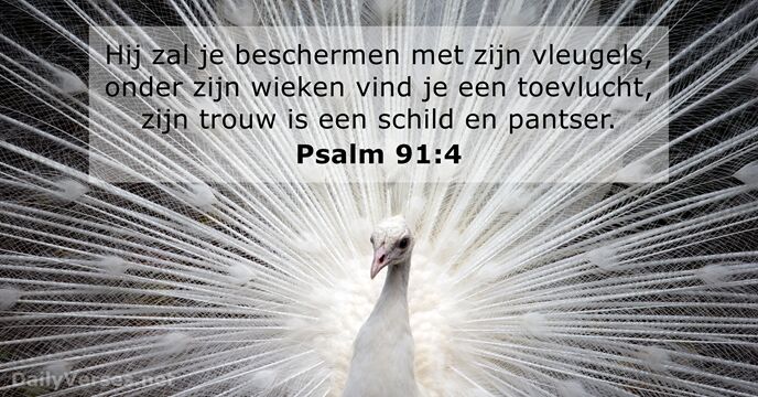 Psalmen 91:4