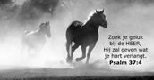psalmen 37:4