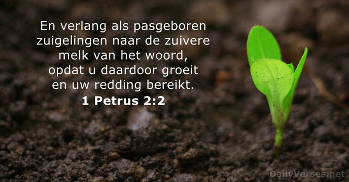 En verlang als pasgeboren zuigelingen naar de zuivere melk van het woord… 1 Petrus 2:2