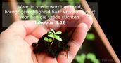 Jakobus 3:18