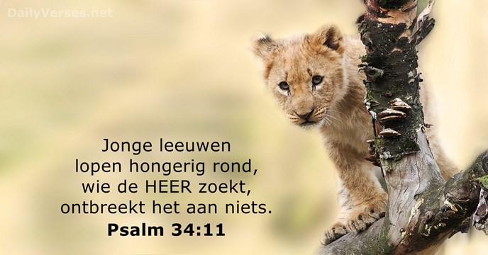 Jonge leeuwen lopen hongerig rond, wie de HEER zoekt, ontbreekt het aan niets. Psalm 34:11