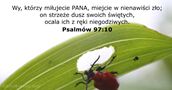 Psalmów 97:10