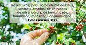Colossenses 3:12