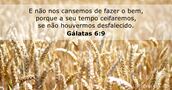 Gálatas 6:9
