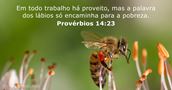 Provérbios 14:23