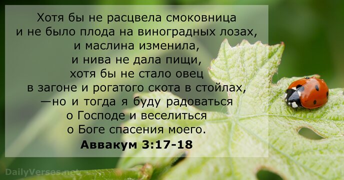 Хотя бы не расцвела смоковница и не было плода на виноградных лозах… Аввакум 3:17-18