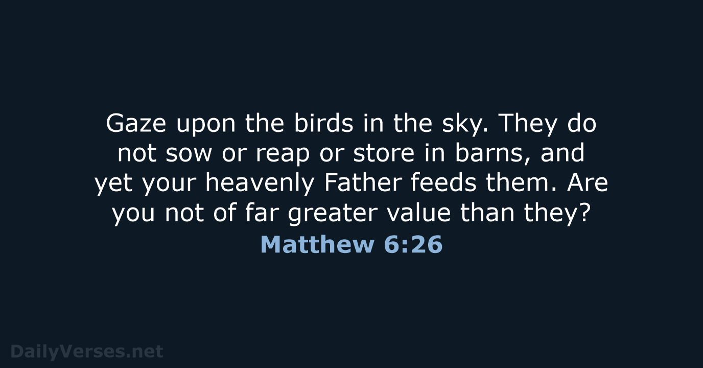 Gaze upon the birds in the sky. They do not sow or… Matthew 6:26