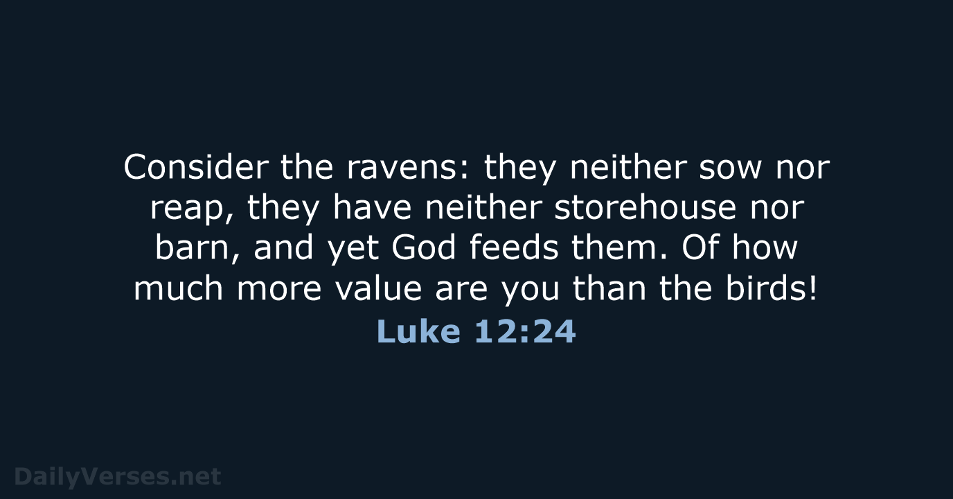 Consider the ravens: they neither sow nor reap, they have neither storehouse… Luke 12:24