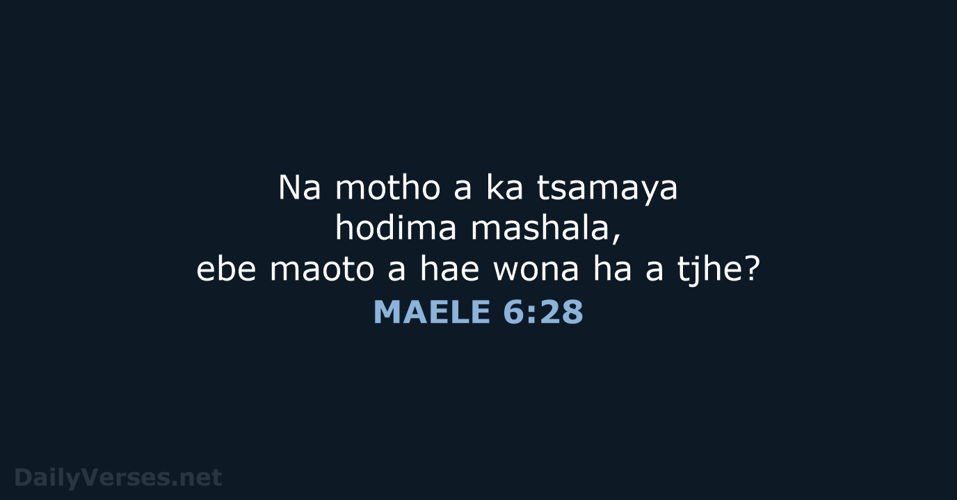 MAELE 6:28 - SSO89