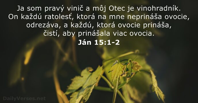Ja som pravý vinič a môj Otec je vinohradník. On každú ratolesť… Ján 15:1-2