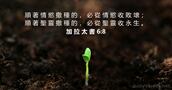 加 拉 太 書 6:8